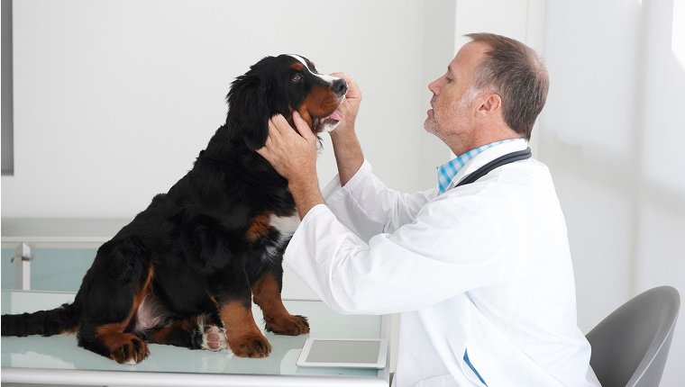 Caucasian veterinarian examining dog in office