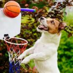Jack Russell Terrier dog playing basketball