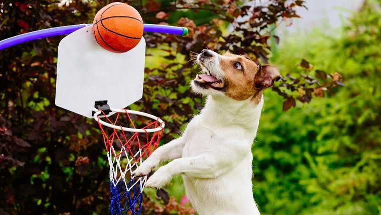 Jack Russell Terrier Hund, der Basketball spielt
