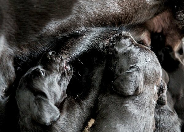 High angle close up of Black Labrador nursing puppies.