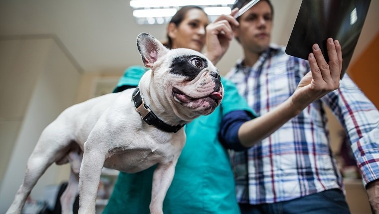 Flachwinkelansicht einer Bulldogge im Büro des Tierarztes. Tierarzt und Hundebesitzer untersuchen einen medizinischen Scan. Hund kann Pneumothorax haben.