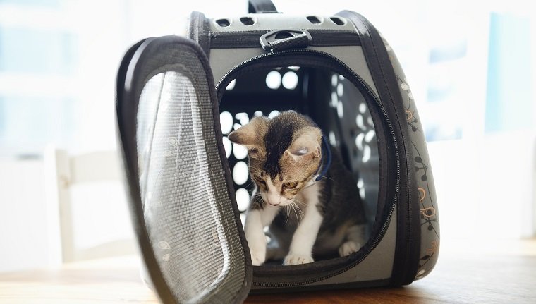 Kätzchen in einer Transportbox