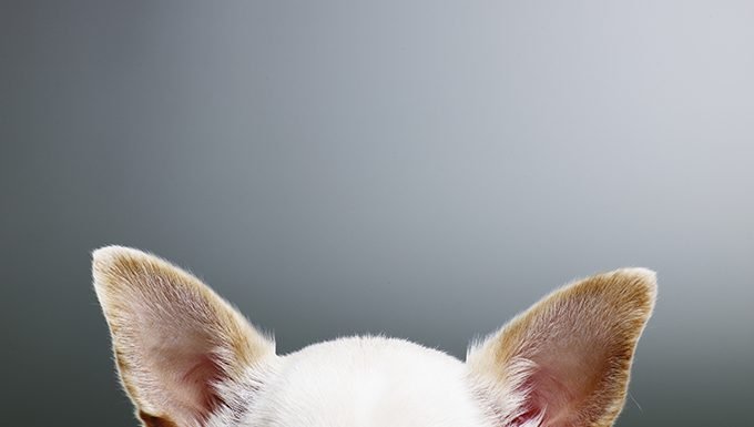 Hundeohren mit Wasserstoffperoxid gereinigt