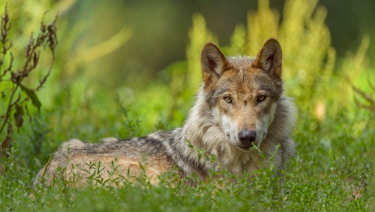 Europäischer Grauer Wolf, Canis lupus lupus, Deutschland