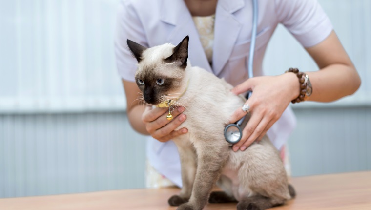 Tierarzt verwendet Stethoskop, um süße Katze zu diagnostizieren, um kranke Tiere im Tierkrankenhaus zu behandeln, Konzept für die Tiergesundheit