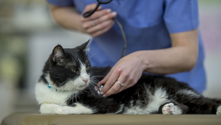 Eine Katze liegt drinnen im Büro eines Tierarztes. Der Tierarzt beugt sich über die Katze und überprüft ihre Herzfrequenz mit einem Stethoskop.