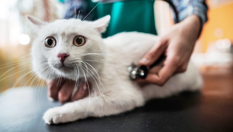 Verängstigte Katze, die von einem nicht erkennbaren Tierarzt untersucht wird.