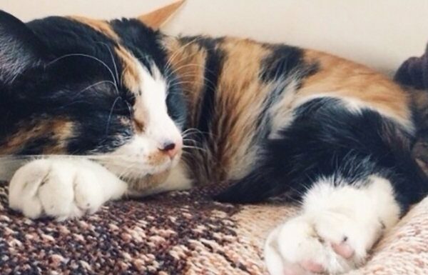 Katzenfakten: Warum sind Calico-Katzen fast immer weiblich?