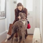 Tipps, um Katzen und Hunde mit Trennungsangst zu trösten