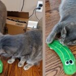CatTime Review: Kann das "Wiggle Pickle Cat Toy" diese Kätzchen dazu bringen, vor Freude zu wackeln?