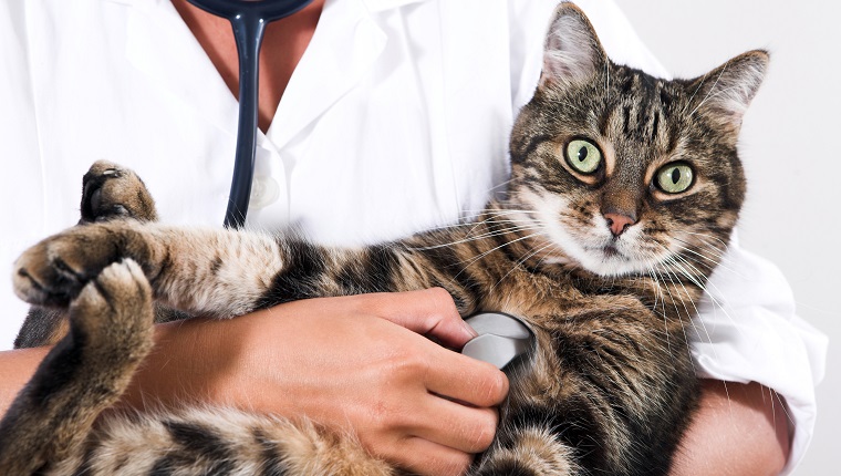 Nahaufnahme einer Katze, die von einem Arzt mit einem Stethoskop untersucht wird