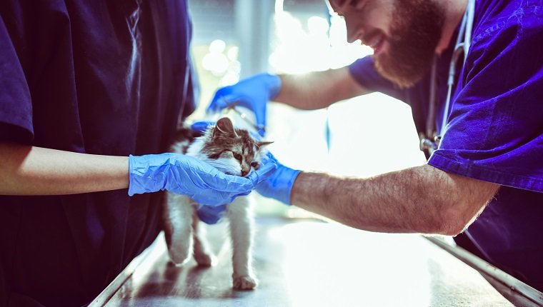 Tierärzte beruhigen Kätzchen vor der Untersuchung