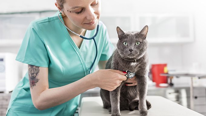 Tierarzt überprüft die Herzfrequenz der Katze
