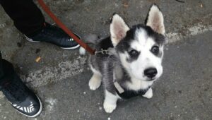 One Little cute puppy of Siberian husky dog outdoors, Spain.