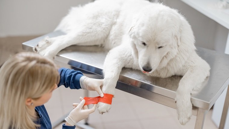 Weibliche tierärztliche Bindepfote des großen weißen Hundepatienten mit rotem elastischem Verband.  Pflege und Behandlung von Haustieren.  Erste Hilfe in der Tierklinik.