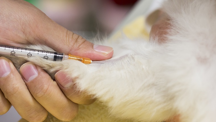 Tierarzt, der eine Injektionsnadel in das Bein einer Katze einführt.