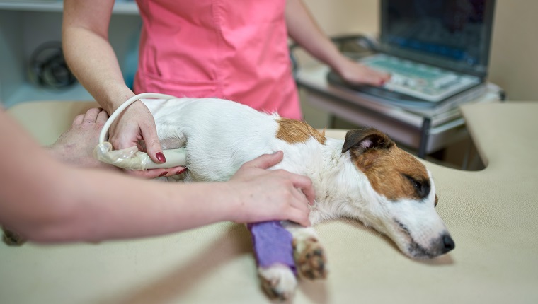 Kranker Haushund untersucht in einer Tierklinik.  Der Hund liegt seitlich auf dem Untersuchungstisch.  Der Tierarzt mittleren Alters führt dem alten Hund eine Ultraschalldiagnostik durch.  Ein Besitzer hält sein Haustier.  Schießen in einem Veterinäramt
