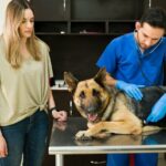Concerned caucasian woman looking at her old german shepherd dog while an hispanic veterinarian uses a stethoscope to hear to exam the heartbeat of a pet at animal clinic