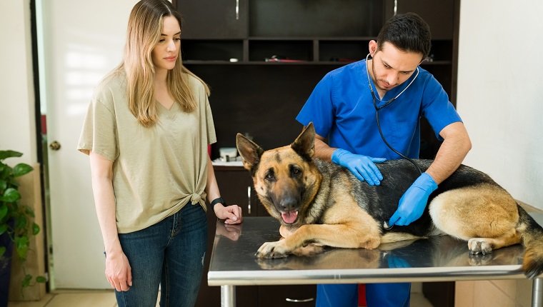Concerned caucasian woman looking at her old german shepherd dog while an hispanic veterinarian uses a stethoscope to hear to exam the heartbeat of a pet at animal clinic