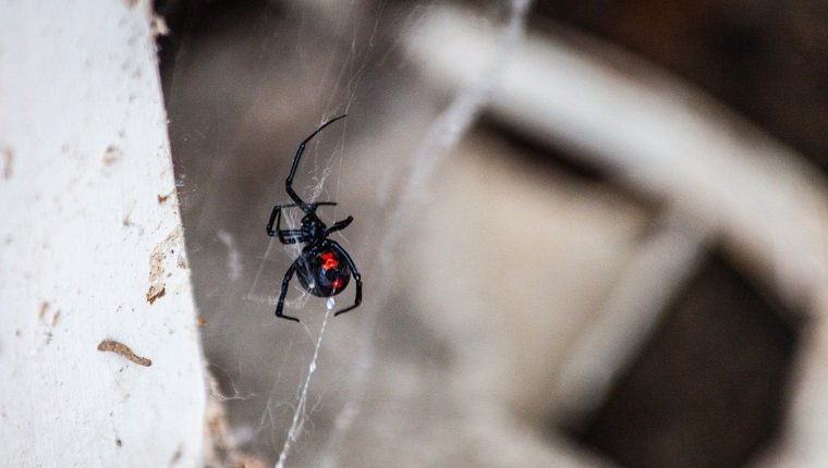 A Black Widow Spider travels along her web