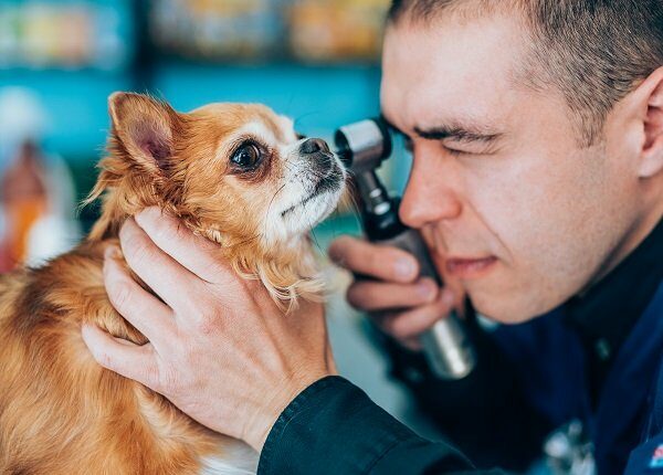 Side view of veterinarian doctor examining dog