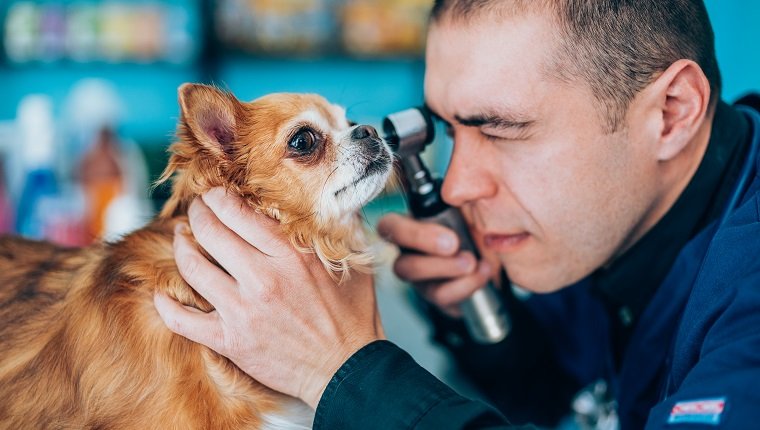 Seitenansicht des Tierarztes, der das Auge des Hundes durch ein Ophthalmoskop untersucht.