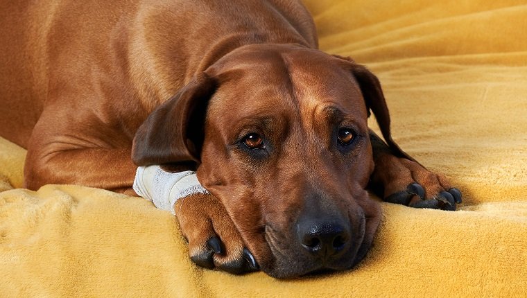 Big brown dog laying on coach with bandage on injured paw, leg