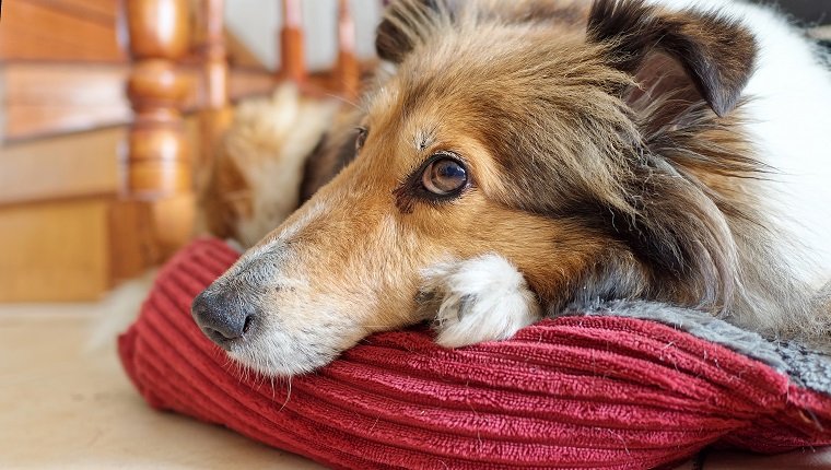 Close up portrait of Shetland sheepdog lying in its cozy cushion at home, shining eyes, old dog.