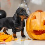 Someone made pumpkin lantern to decorate apartment for a Halloween party. Mischievous dachshund puppy has climbed on table and is trying to eat vegetable while owner is distracted