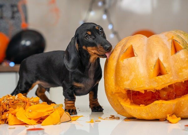 Someone made pumpkin lantern to decorate apartment for a Halloween party. Mischievous dachshund puppy has climbed on table and is trying to eat vegetable while owner is distracted
