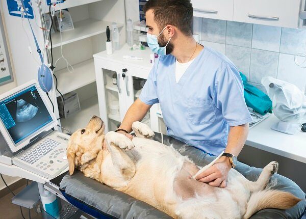 Veterinarian doing ultrasound on dog
