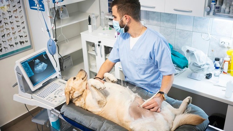 Veterinarian doing ultrasound on dog
