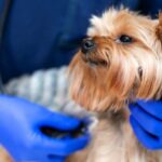 Professional vet doctor examines a small dog breed Yorkshire Terrier using a stethoscope."r"nA young male veterinarian of Caucasian appearance works in a veterinary clinic."r"nDog on examination at the vet.