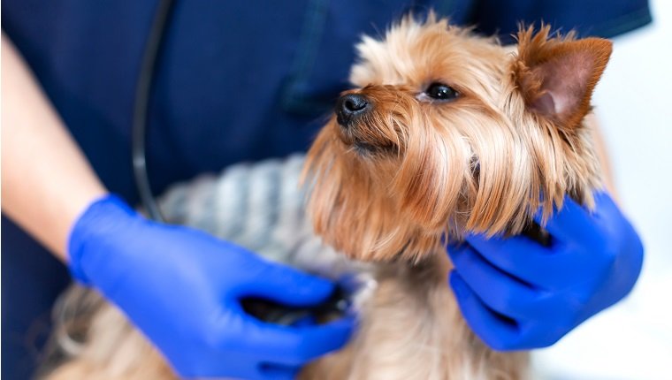 Professional vet doctor examines a small dog breed Yorkshire Terrier using a stethoscope."r"nA young male veterinarian of Caucasian appearance works in a veterinary clinic."r"nDog on examination at the vet.