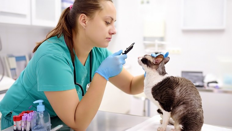 Tierarzt überprüft das Sehvermögen einer Katze der Rasse Cornish Rex in einer Tierklinik