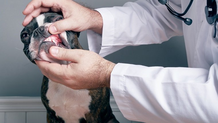 Veterinary doctor examing teeth of dog boston terrier portrait
