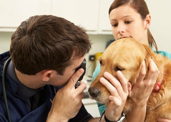 Male Veterinary Surgeon Examining Dog In Surgery With Assistant Holding Dog