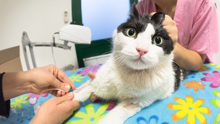 Tierarztfrauen, die einer Katze eine Blutprobe entnehmen.  Blutprobenentnahme zur Gesundheitsuntersuchung mit Kanülennadelinjektion im Tierarztstudio zum Testen.  Konzept des ängstlichen Tierpatienten und der Angst.