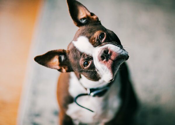 portrait of a Boston Terrier with his head cocked