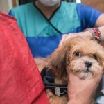 A veterinarian injects 5 in 1 vaccine into the back of an uneasy Lhasa Apso puppy at a local clinic.