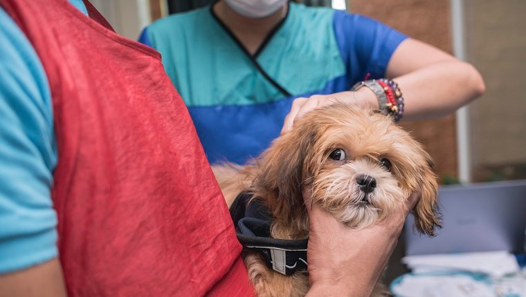 A veterinarian injects 5 in 1 vaccine into the back of an uneasy Lhasa Apso puppy at a local clinic.