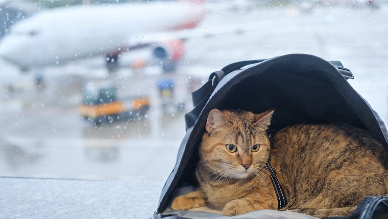 Süße Hauskatze sitzt in einer Tragetasche auf einer Fensterbank in einem Flughafen vor dem Hintergrund eines Flugzeugs.