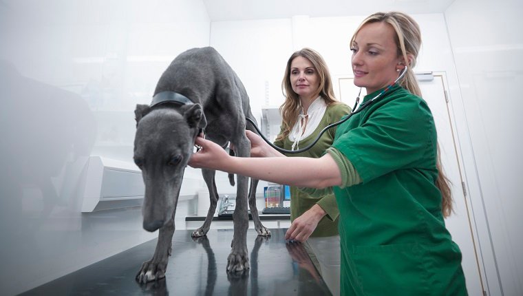 Tierarzt untersucht Greyhound im tierärztlichen Sprechzimmer mit Hundebesitzer im Hintergrund