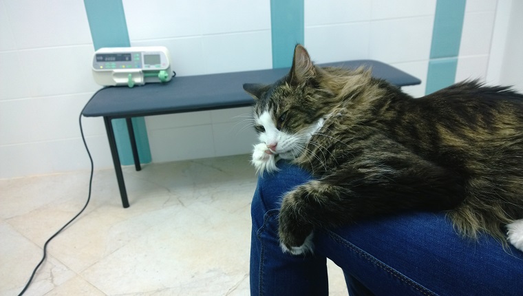 Erkrankte die Katze auf dem Schoß des Besitzers in der Klinik erhält die notwendige Behandlung mit einer Pipette.