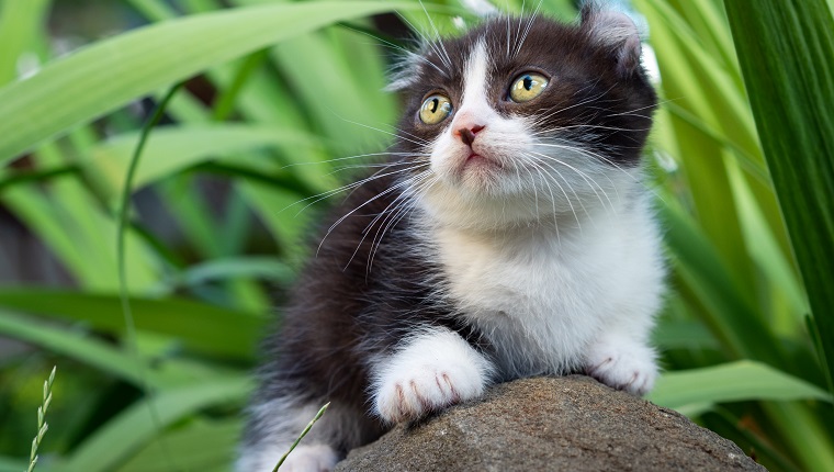 Zwerg schwarz-weißer Katzenkinkalow mit kurzen Beinen und gekräuselten Ohren sitzt im Sommer im Garten auf einem Stein