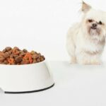 Dog examining bowl of dog food