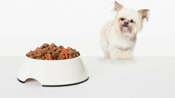 Dog examining bowl of dog food