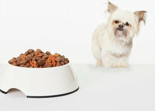 Dog examining bowl of dog food