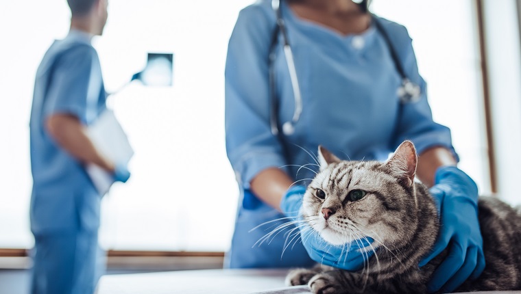 Das abgeschnittene Bild eines gutaussehenden Arztes überprüft das Röntgenbild im Hintergrund, während sein attraktiver Assistent die süße graue Katze am Tisch der Tierklinik untersucht.