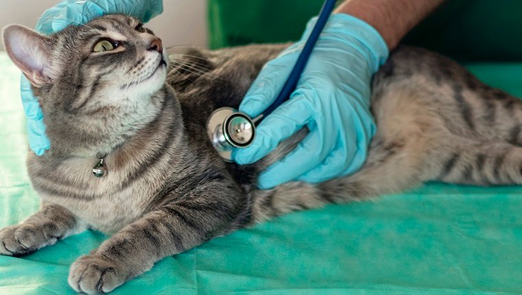 Banner mit männlichem Tierarzt untersucht zufriedene Katze mit einem Stethoskop.  Graue Katze auf dem Untersuchungstisch der Tierklinik.  Tierärztliche Betreuung.  Tierarzt und Katze.  Tieren helfen